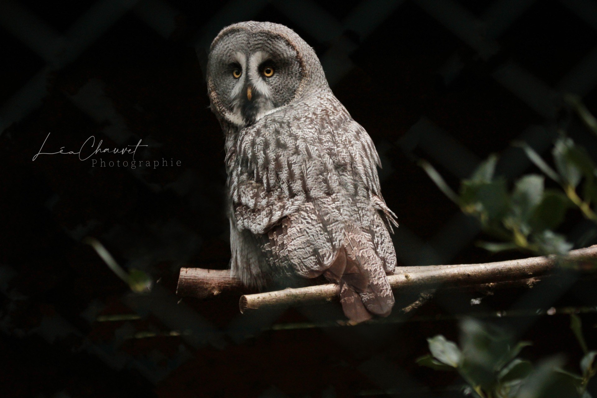 Animaux
