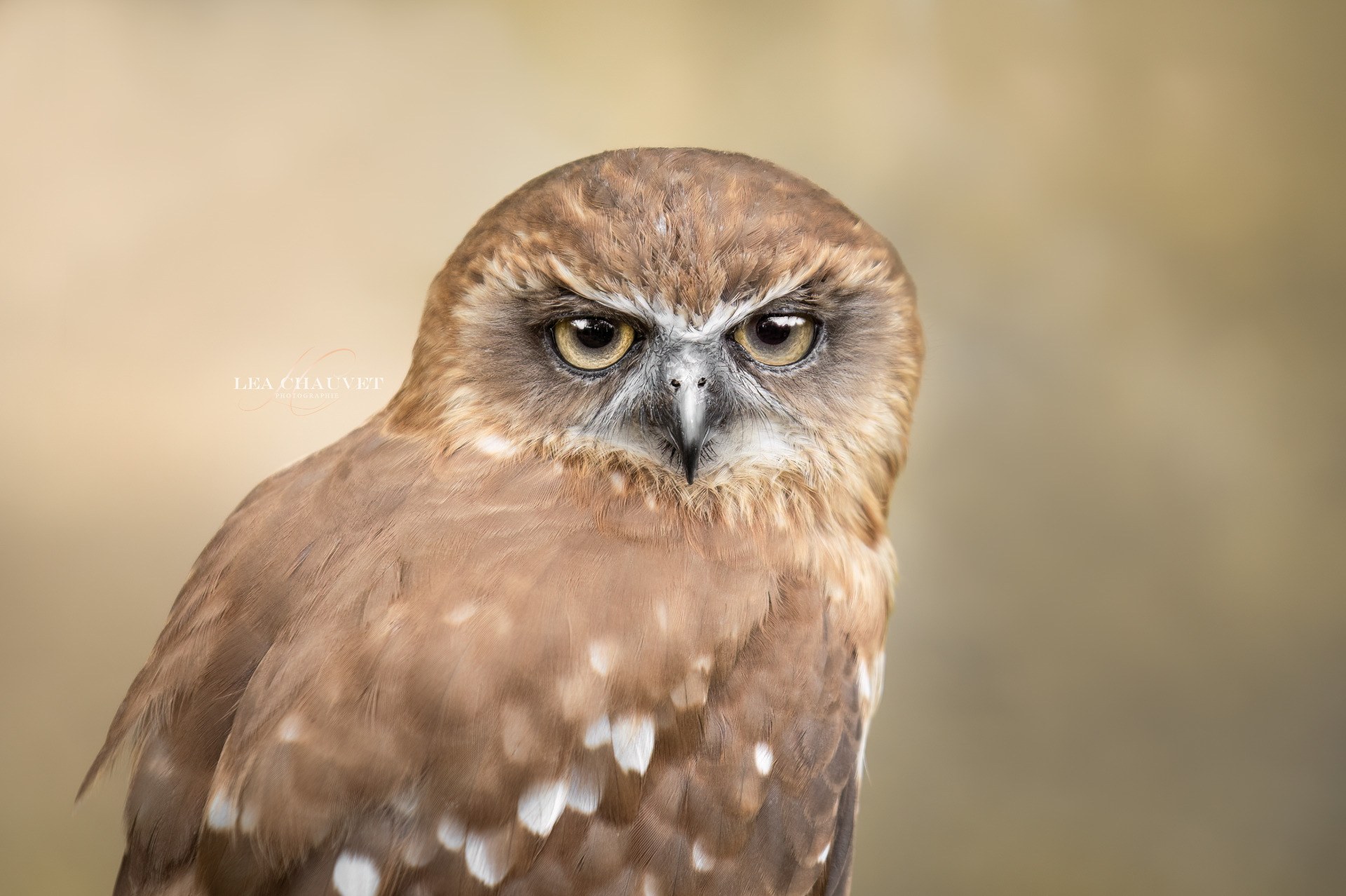 Animaux