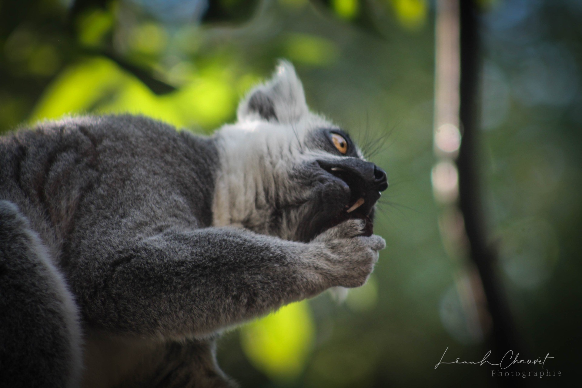 Animaux