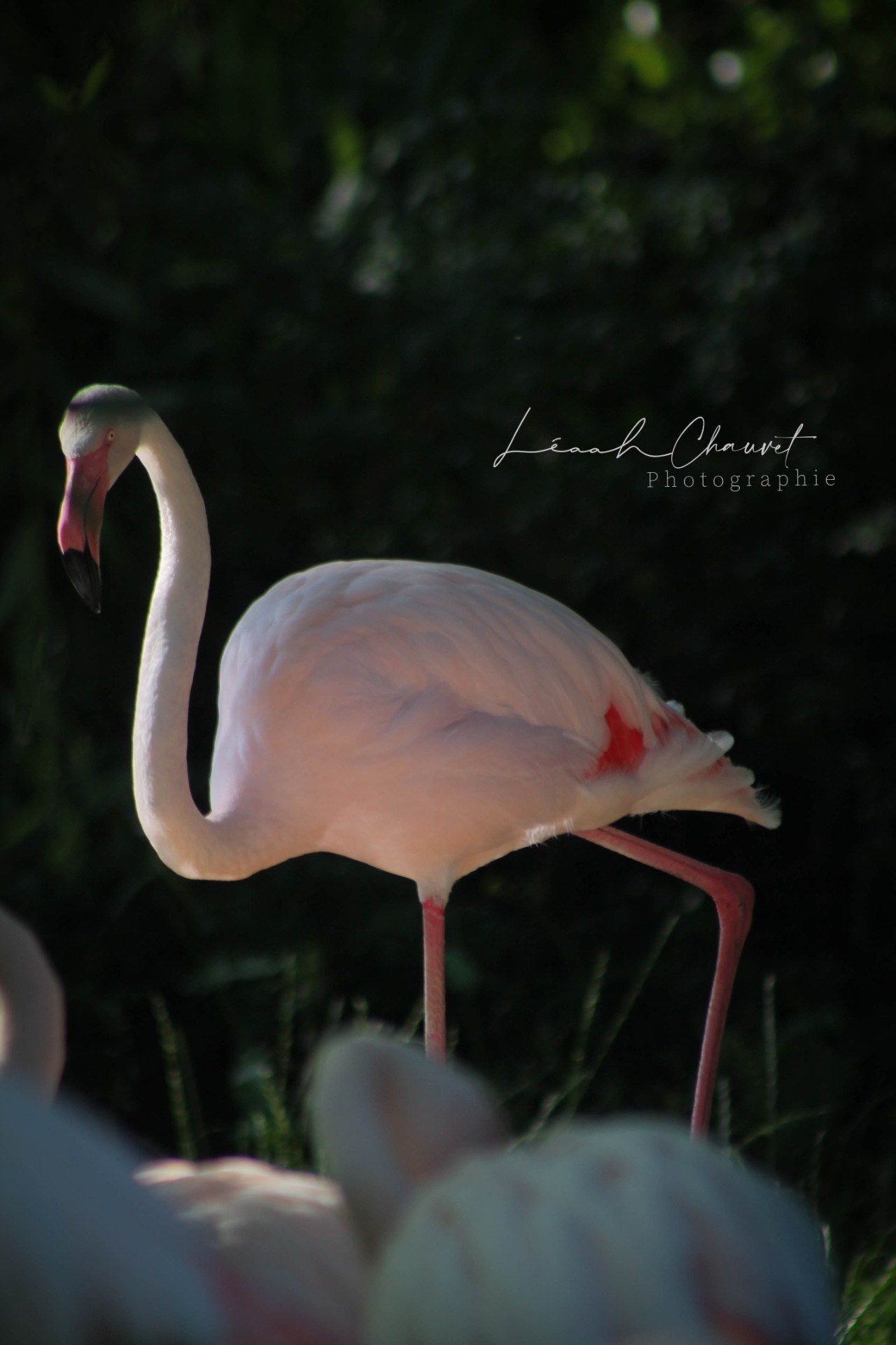 Animaux