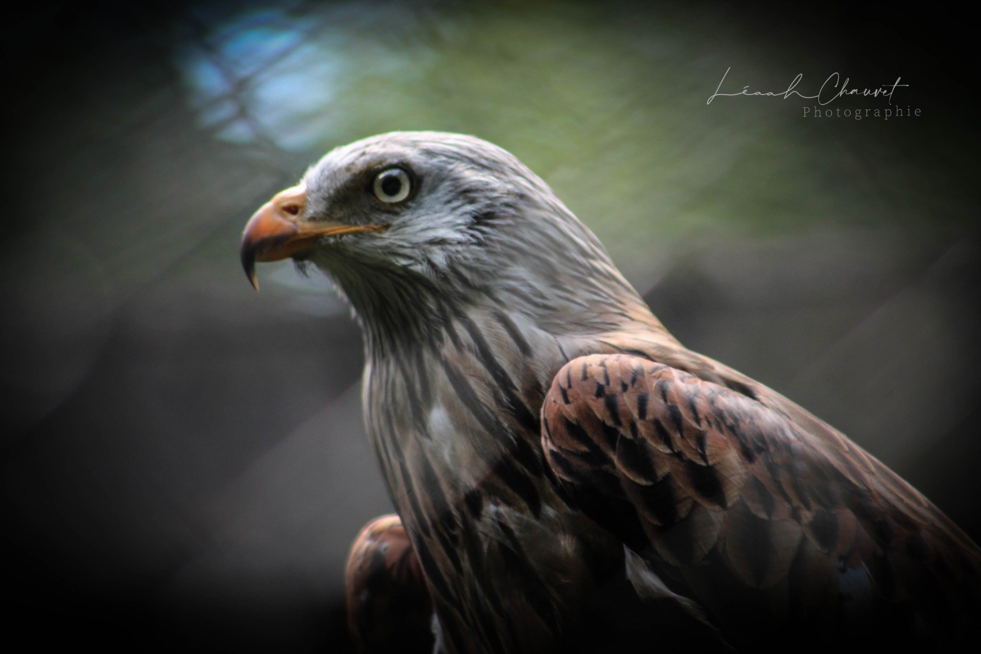 Animaux