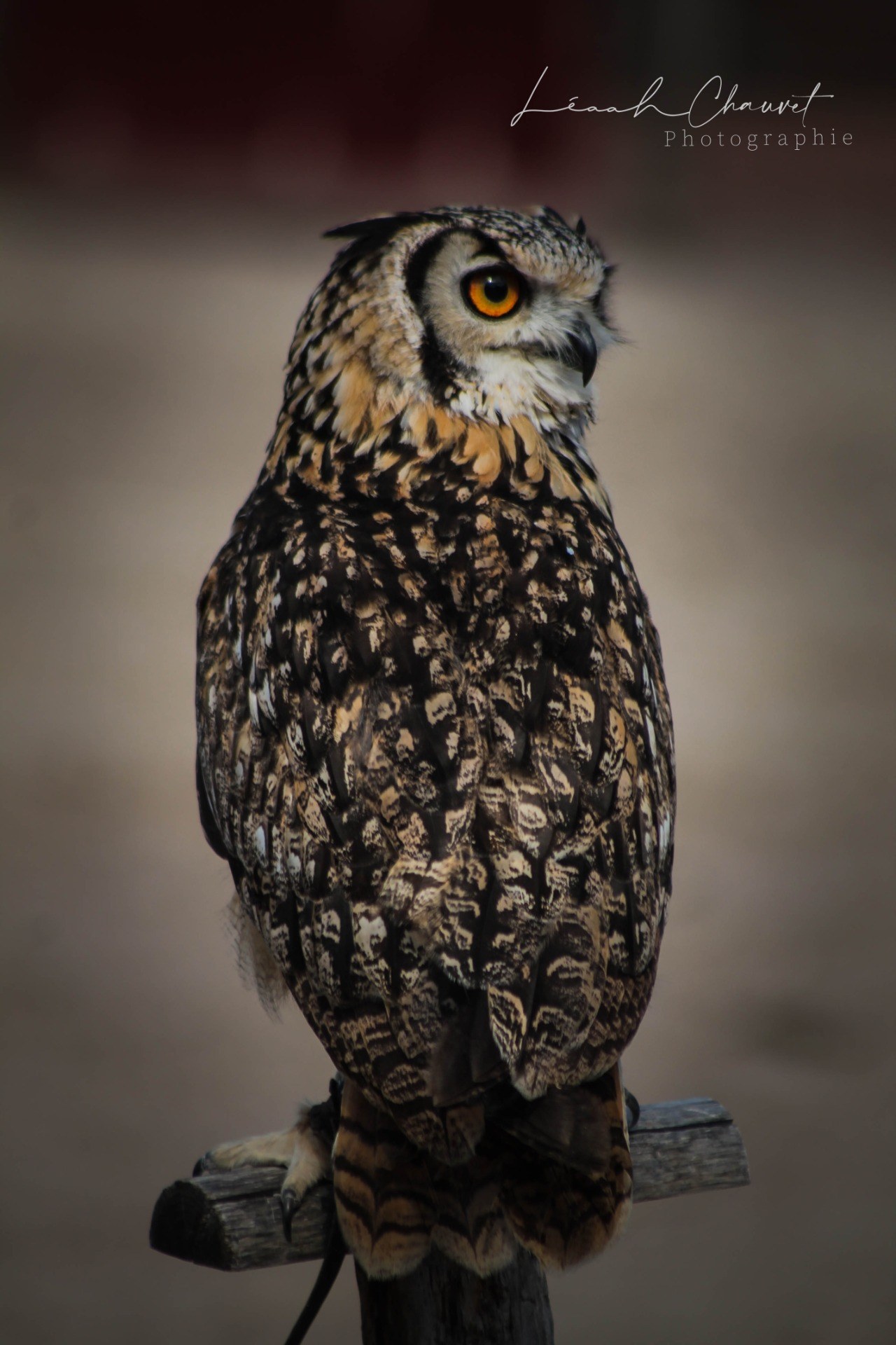Animaux