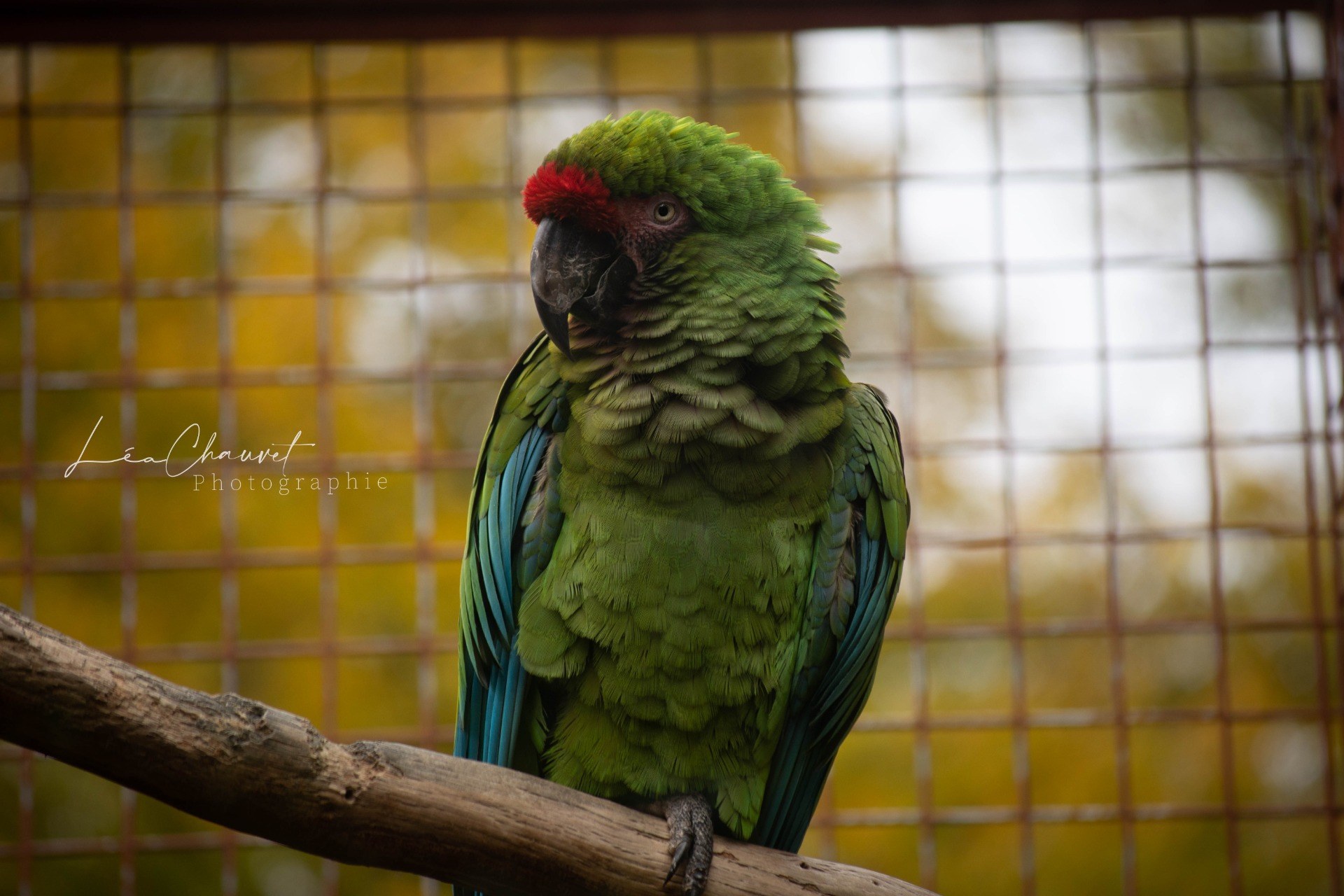 Animaux