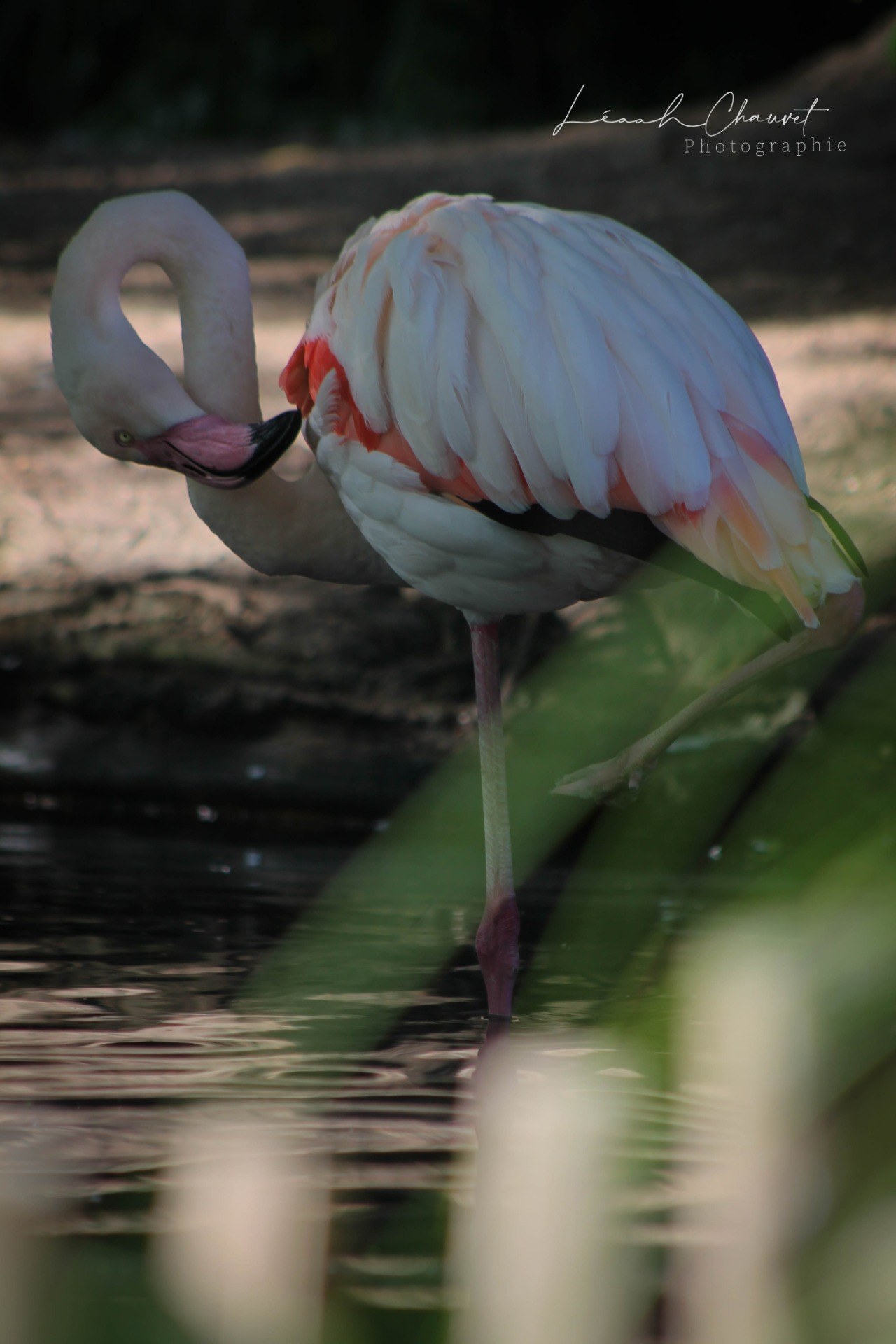 Animaux