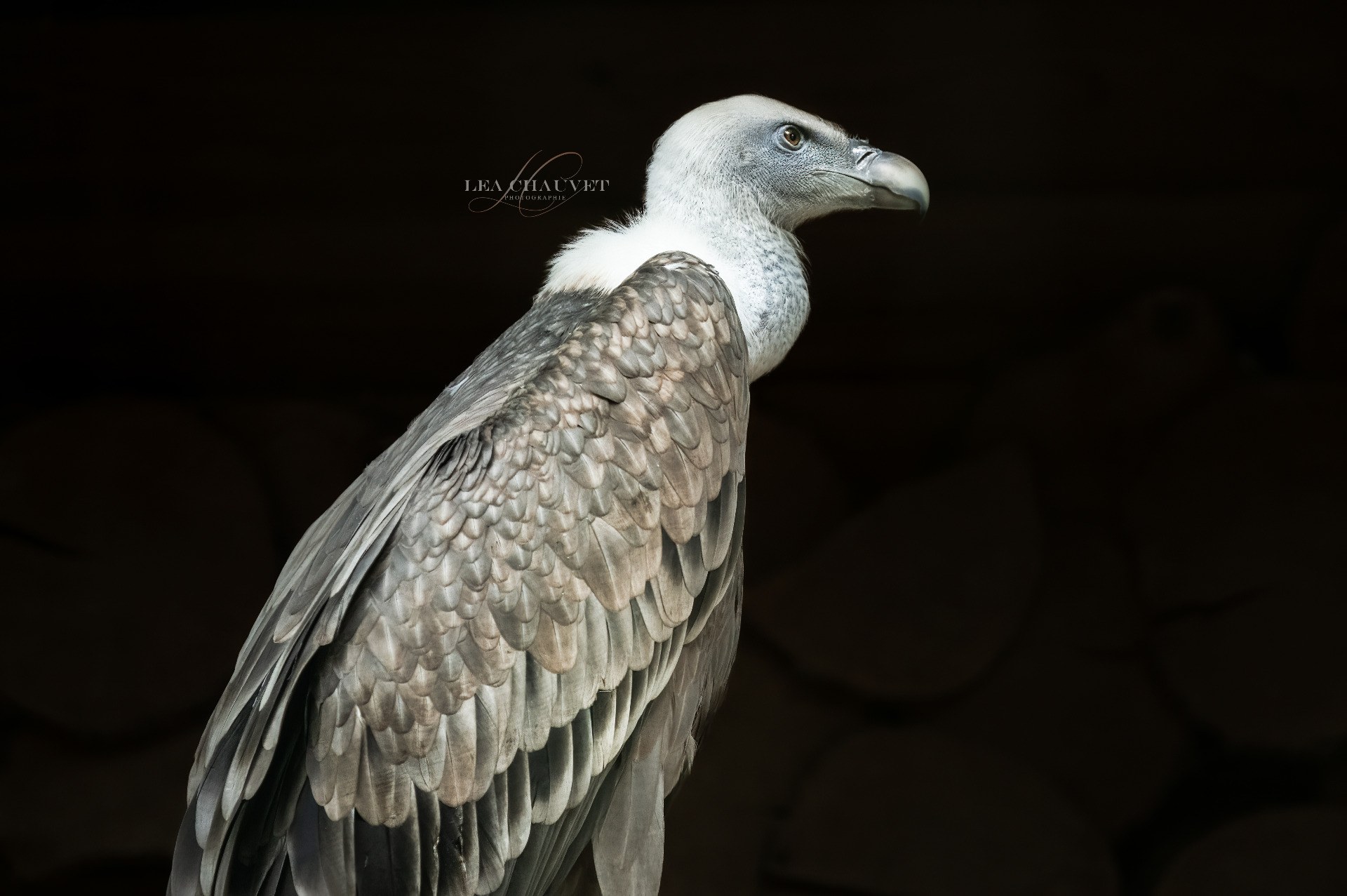 Animaux