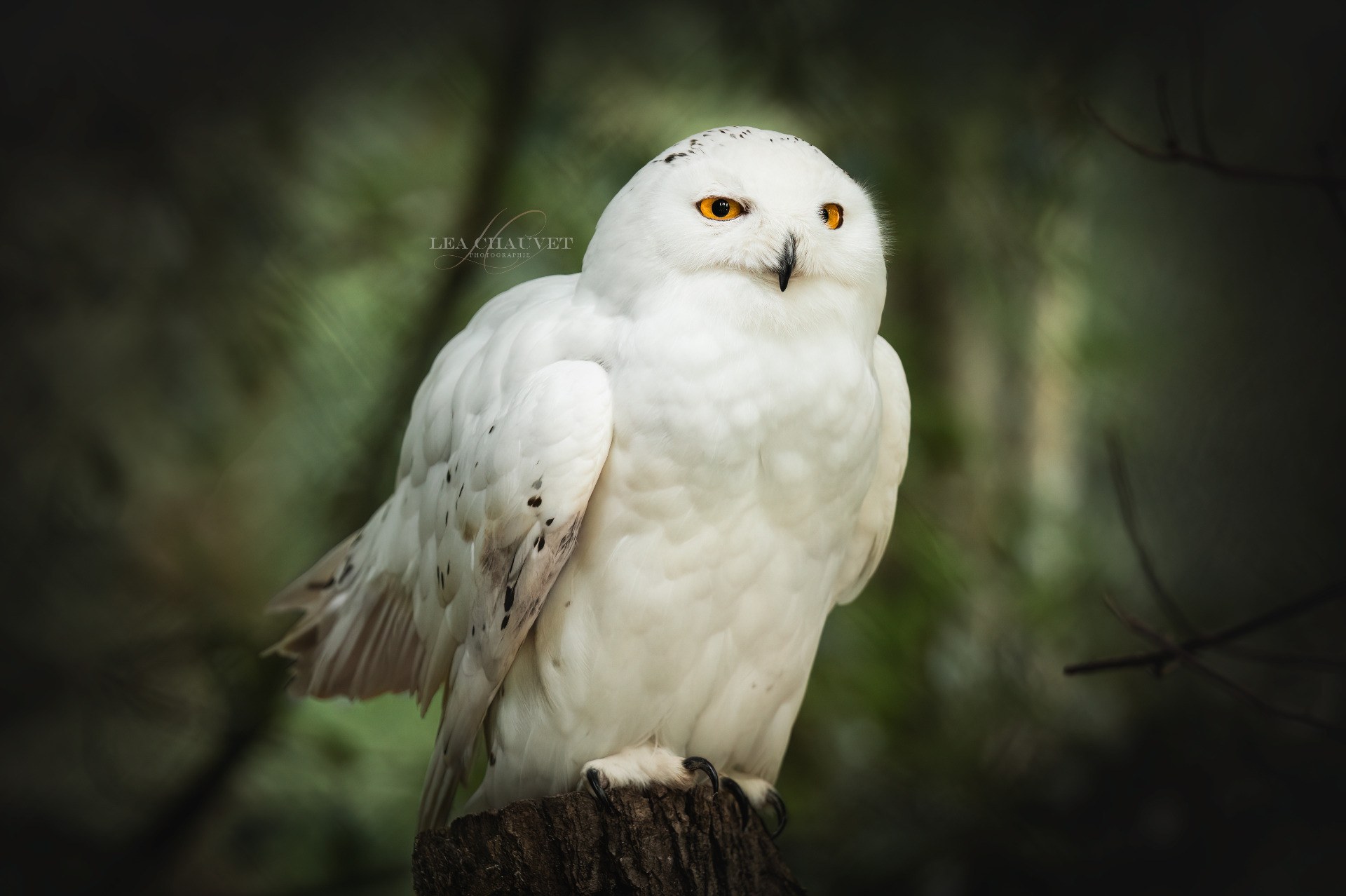 Animaux