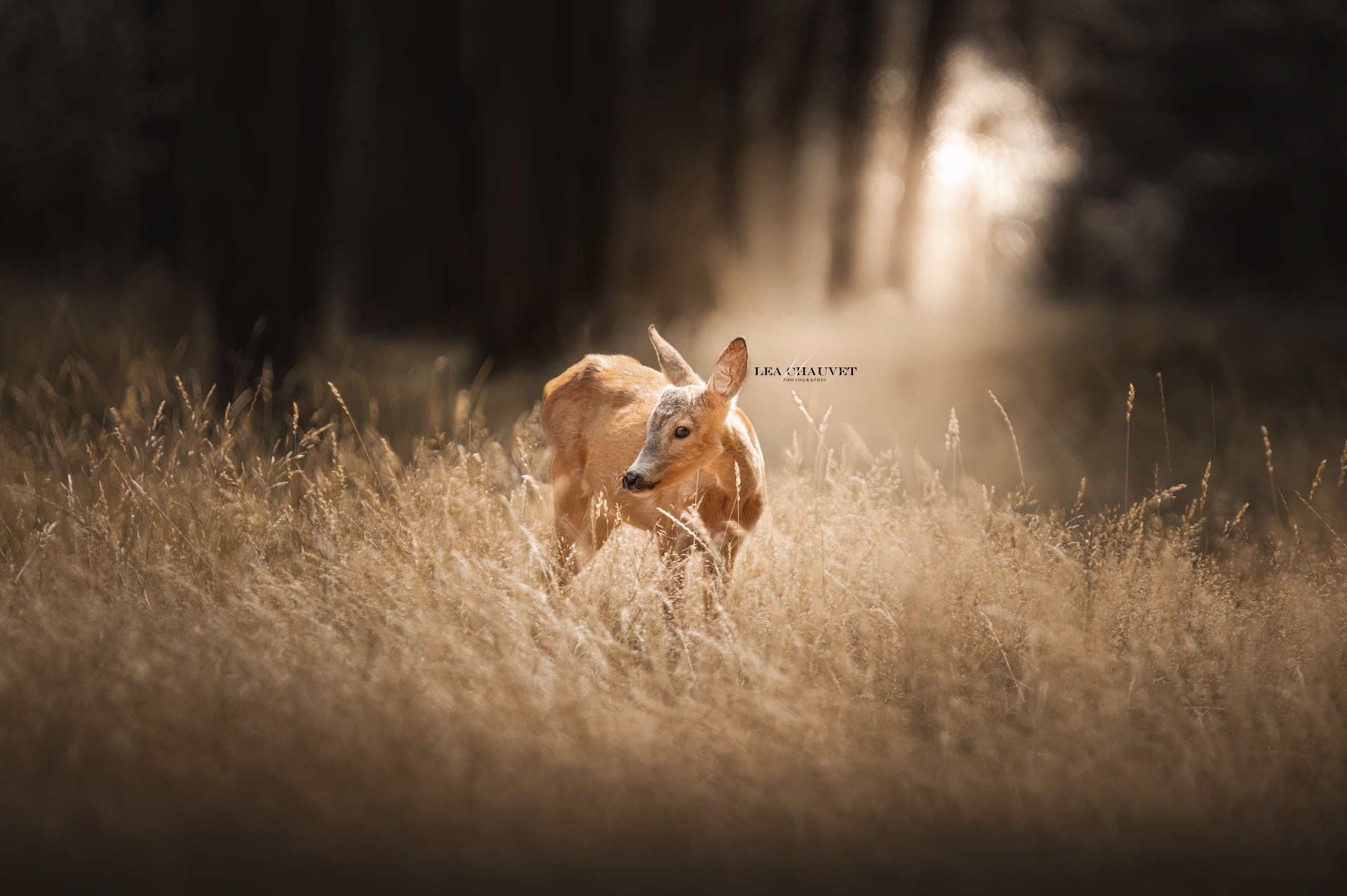 Animaux