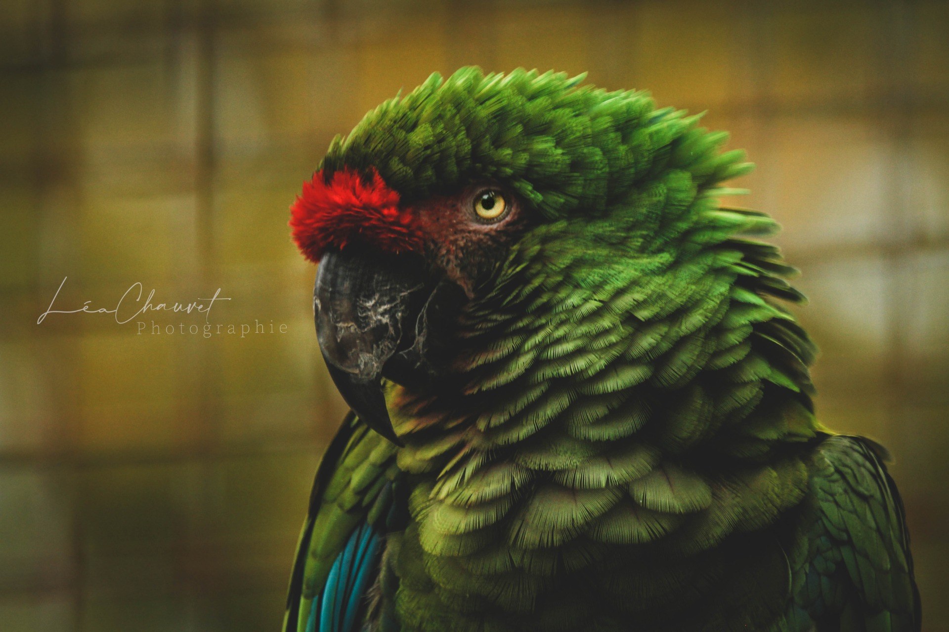 Animaux