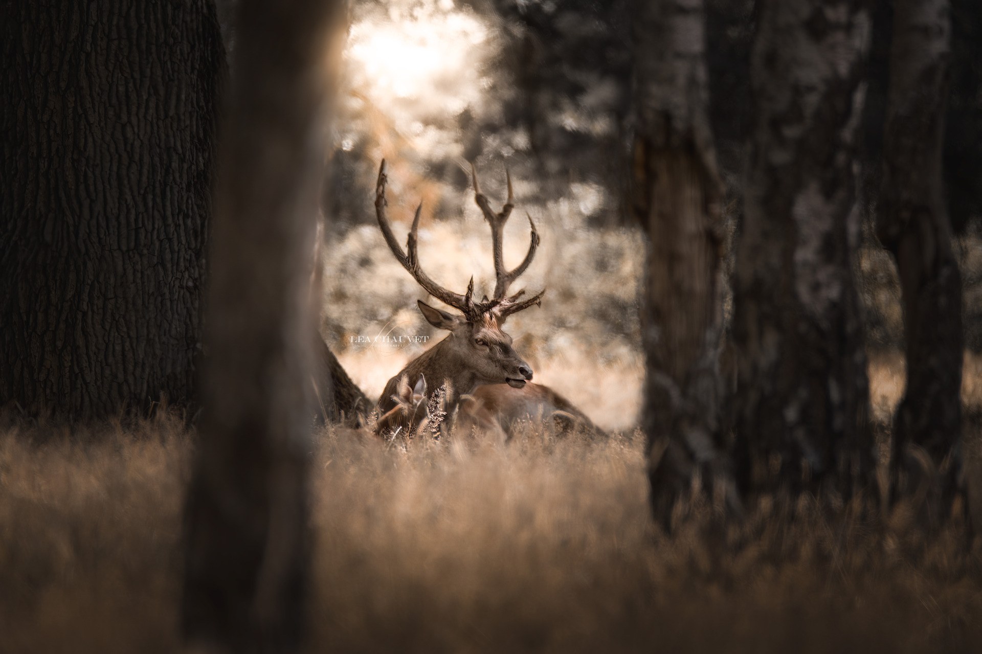 Animaux