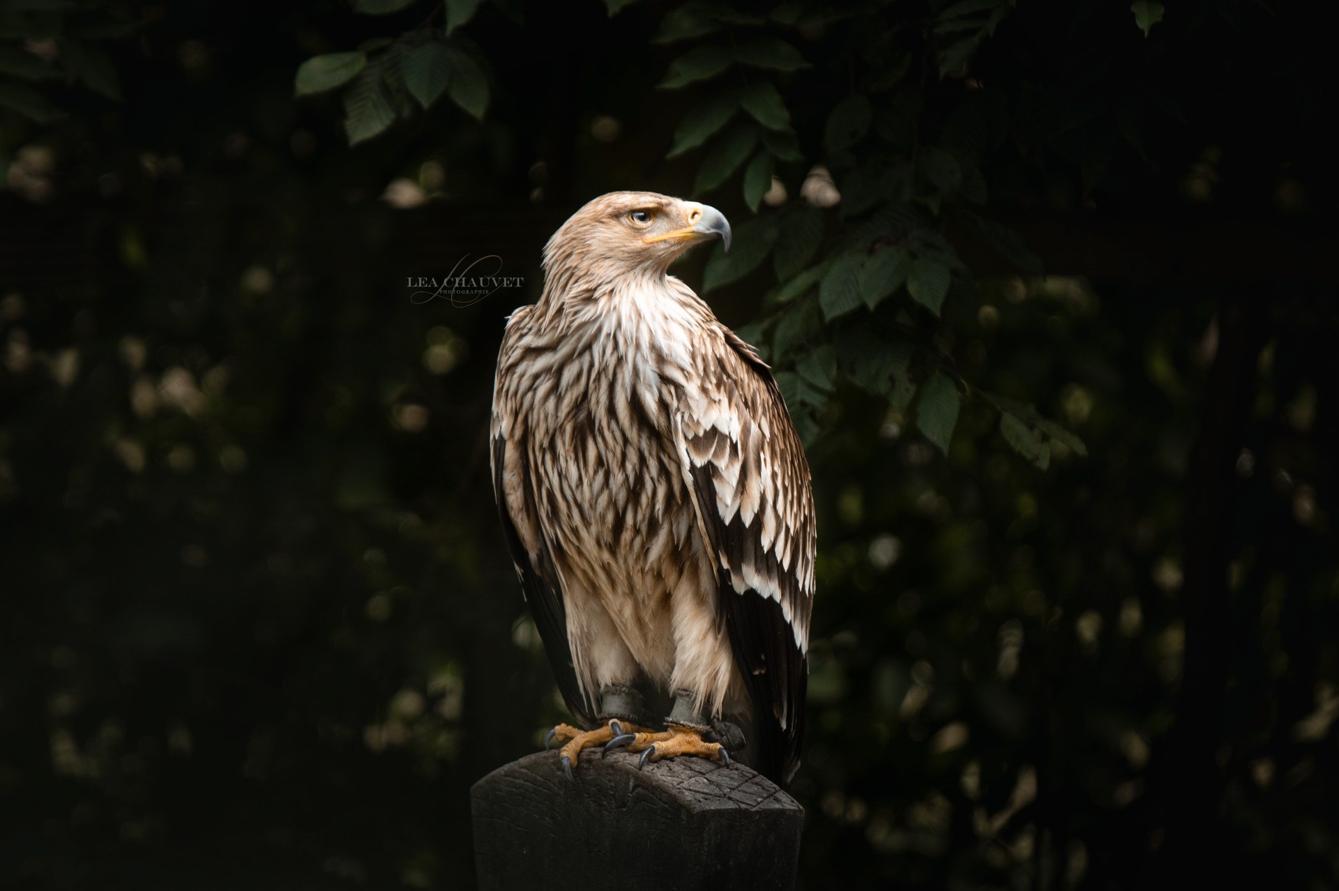 Animaux