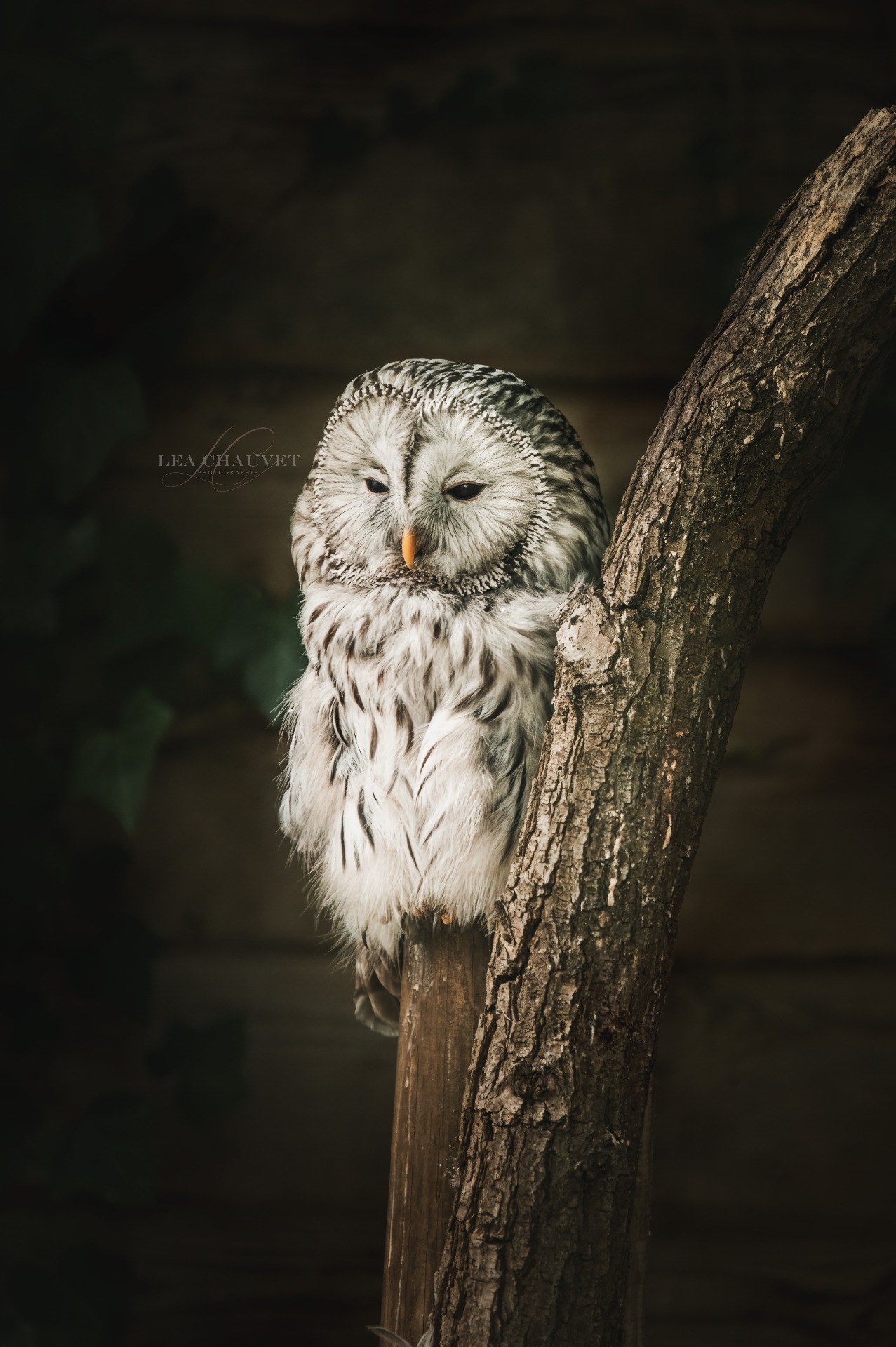 Animaux