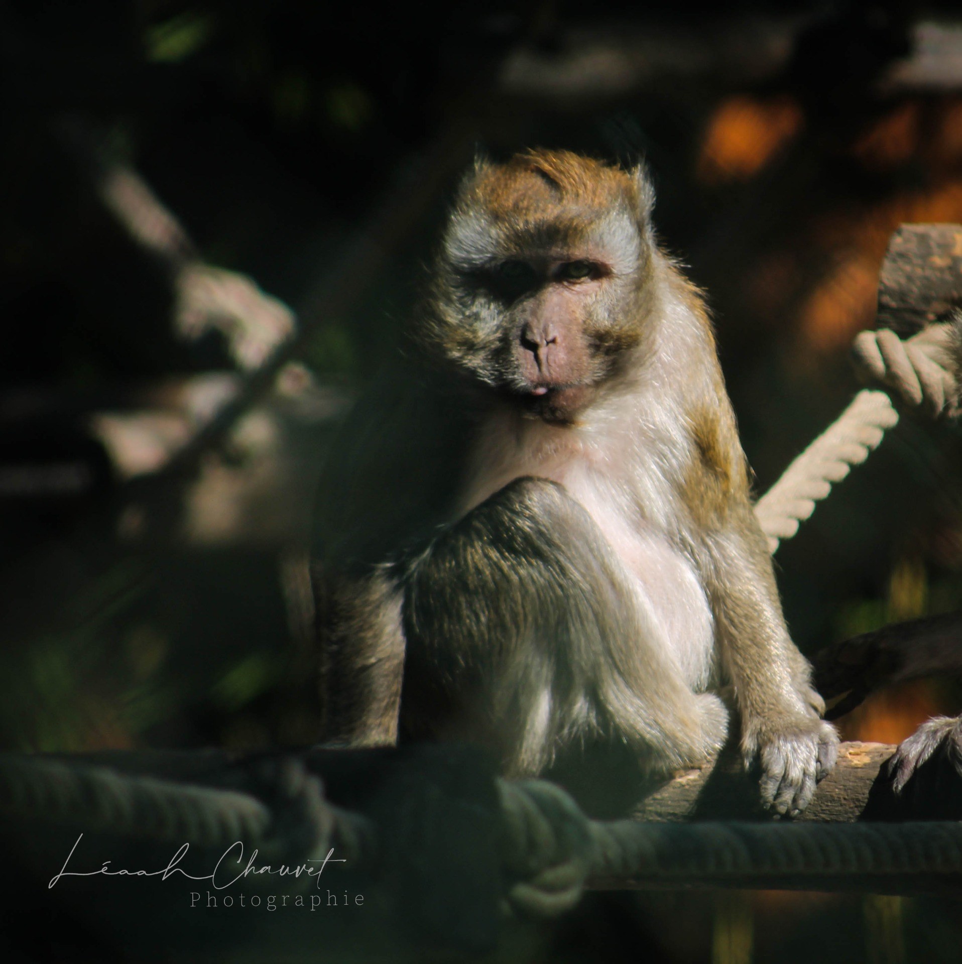 Animaux