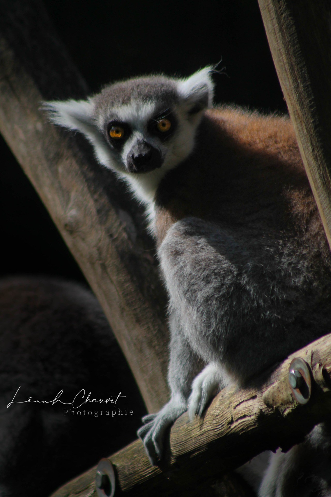 Animaux