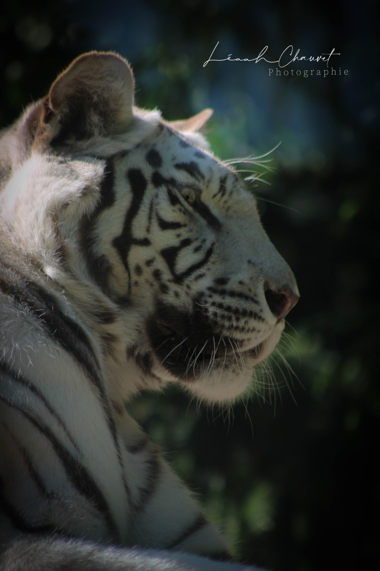 Animaux