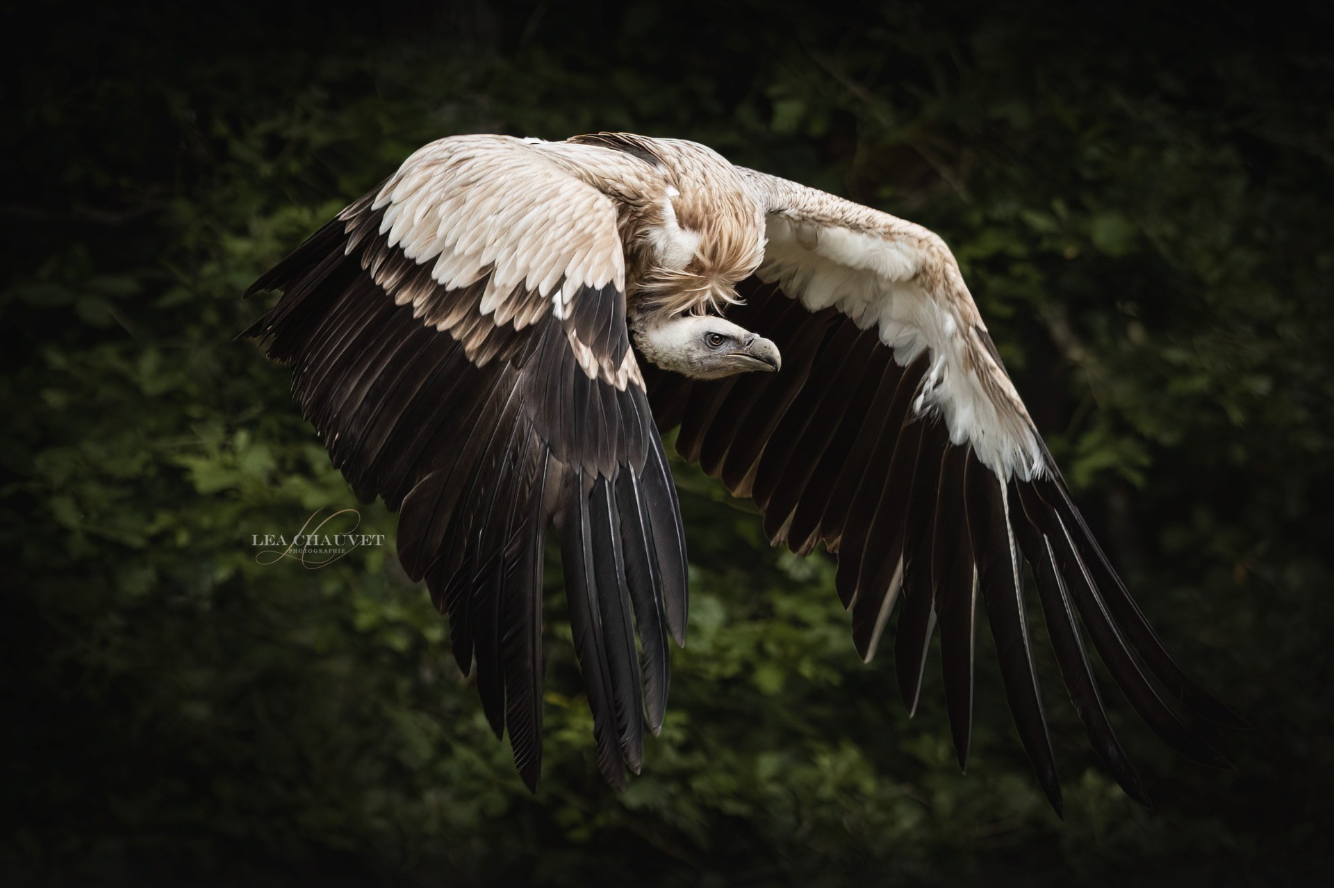 Animaux