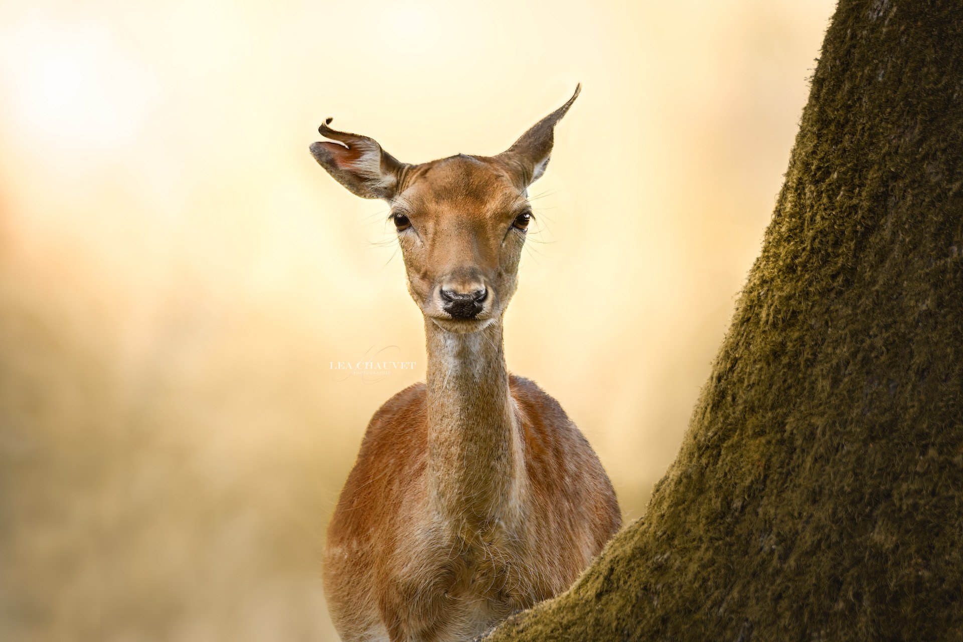Animaux
