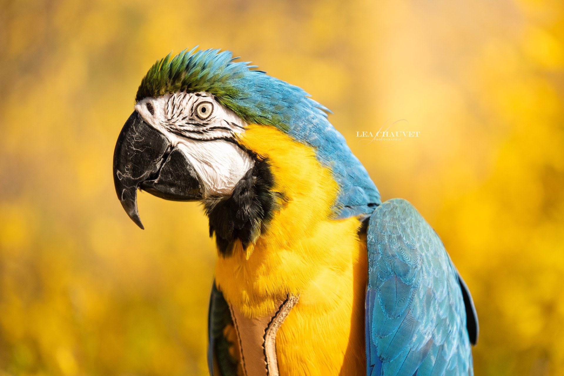 Animaux