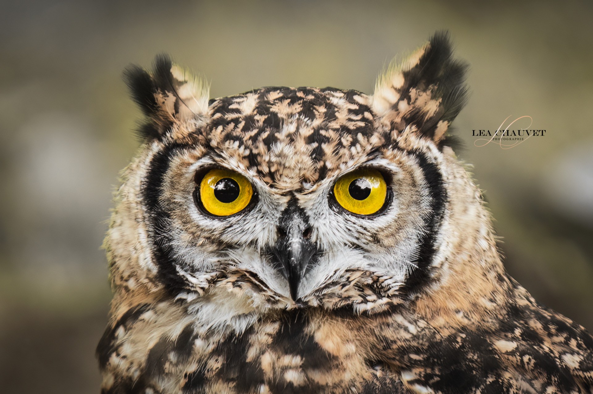 Animaux