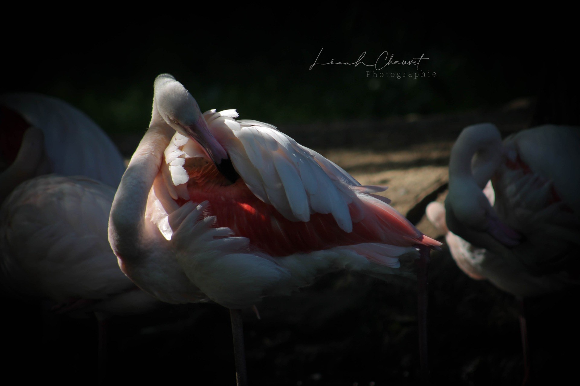 Animaux