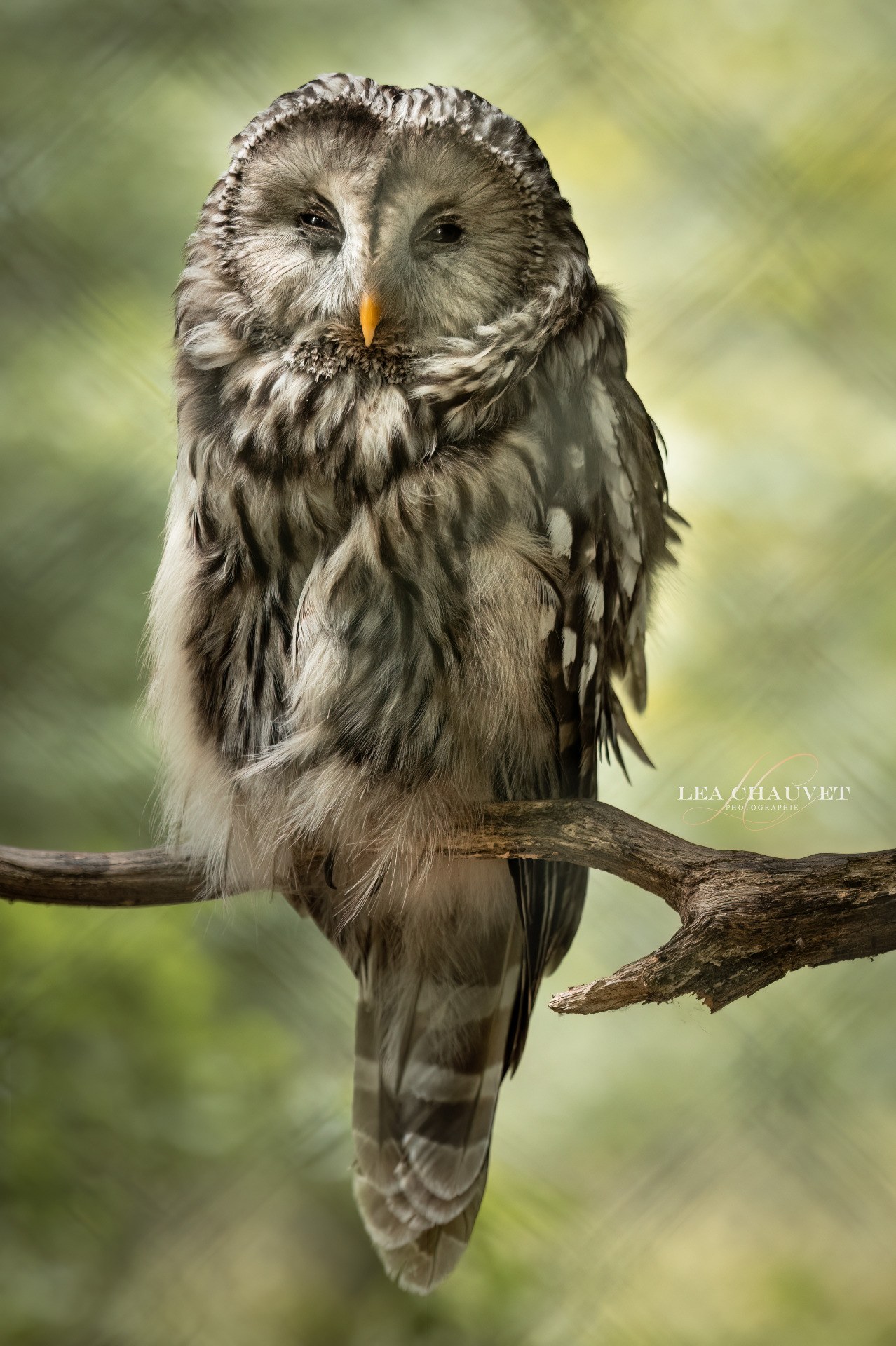 Animaux