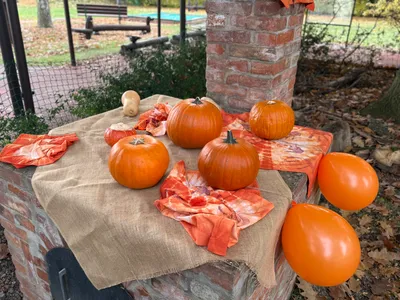 Dýňohrátky 22.10.2025 obrázek 1