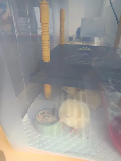 Líheň Kuřátek 9. -13. 3. 2026