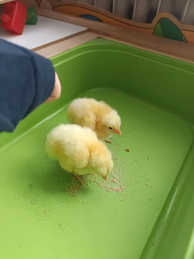 Líheň Kuřátek 9. -13. 3. 2026