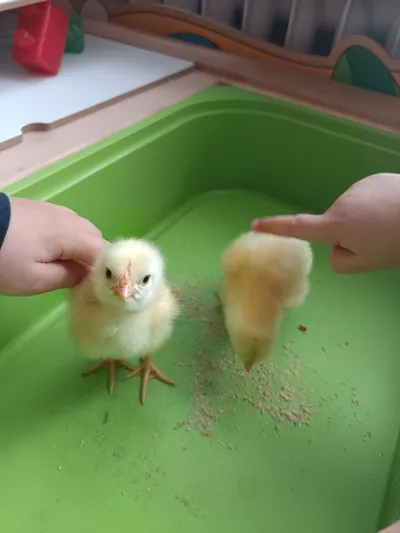 Líheň Kuřátek 9. -13. 3. 2026