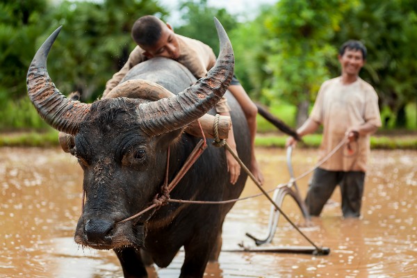 Sfeerbeeld uit Siem Reap, Cambodja