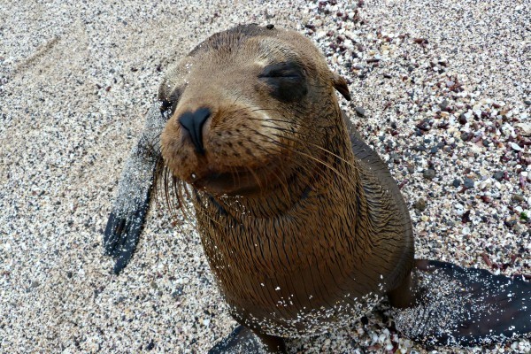 zeehondje op het strand de galapagos