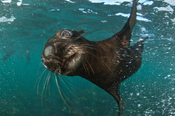zeehond in de zee bij zuid-afrika