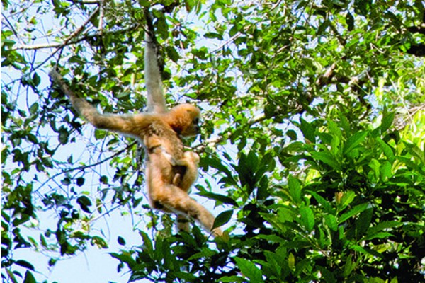 Jungle trekking in Cambodja