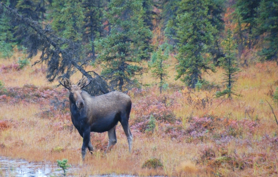 Eland in Palmer, Alaska