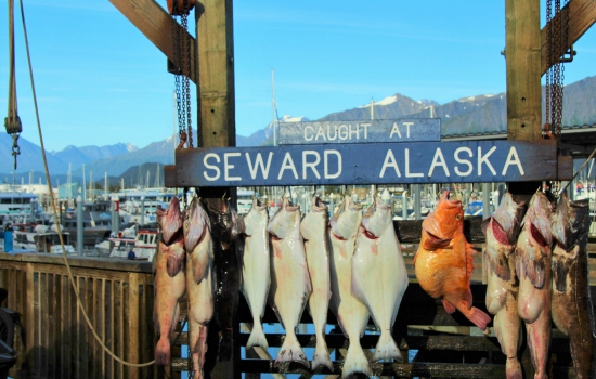 Vissen in Seward, Alaska