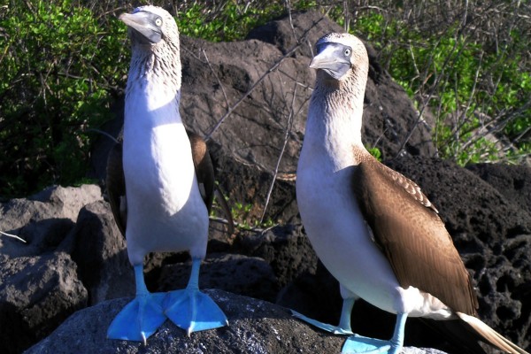 twee bluefoot boobie vogels staan op een rots