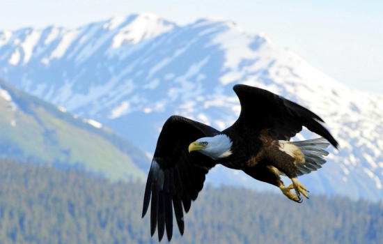 Arend in Alaska