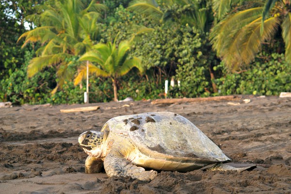 schildpad in de jungle van tortuguero