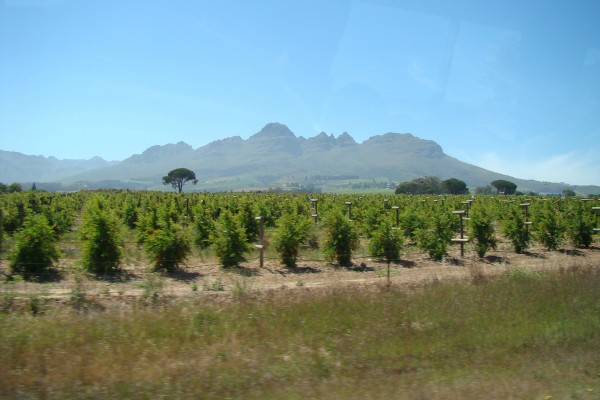 wijngaarden bij stellenbosch in zuid-afrika