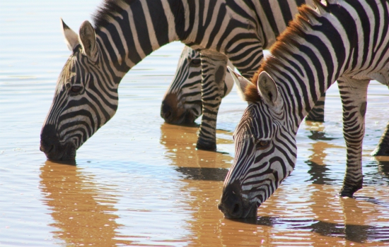 Zebra's drinken water in Arusha Tanzania