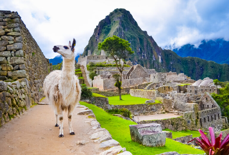 lama bij de ruïnes van machu picchu in peru