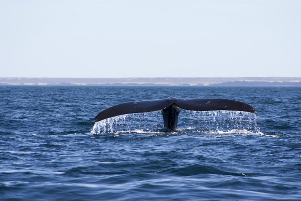 Zee natuur in Puerto Madryn, Argentinië