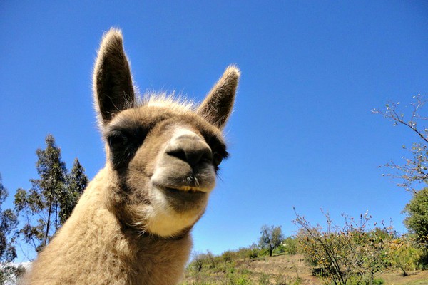 lama in ecuador