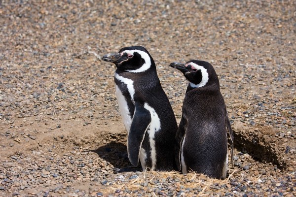Penguin valdes in Bariloche, Argentinië