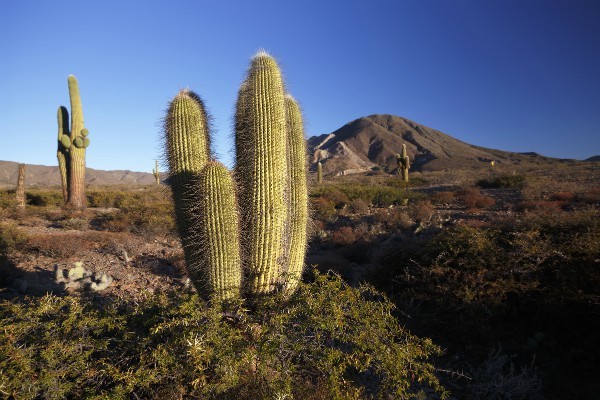 Cardones in Salta, Argentinië