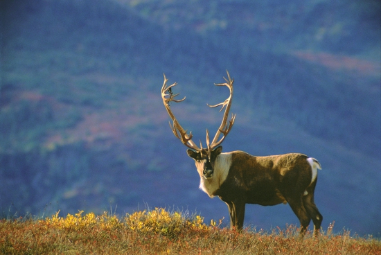 Eland in Alaska