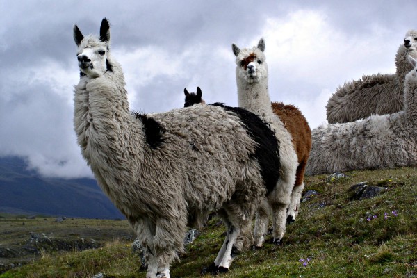 lama's lopen in een rijtje over de vlakte