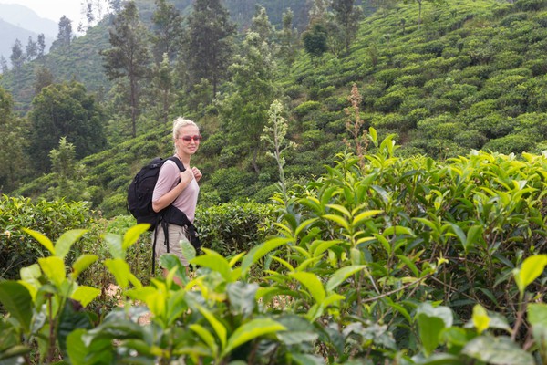vrouw met rugzak wandelt tot haar middel door groene theeplantages heuvels sri lanka