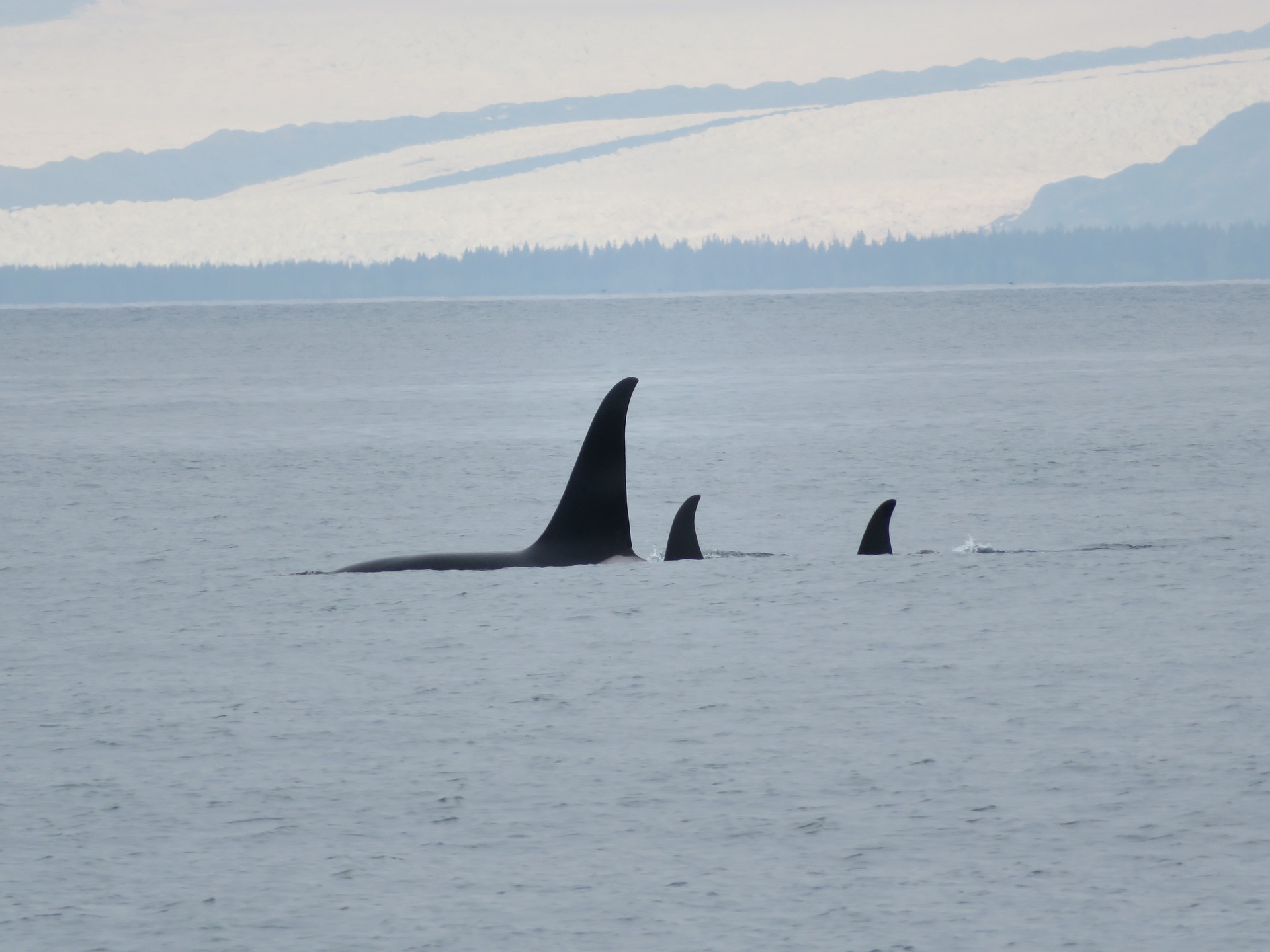 Orka in Alaska