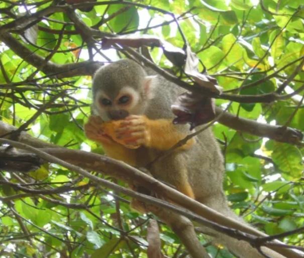Een doodshoofdaapje eet van vrucht tussen de groene bladeren van een boom in het Surinaamse regenwoud
