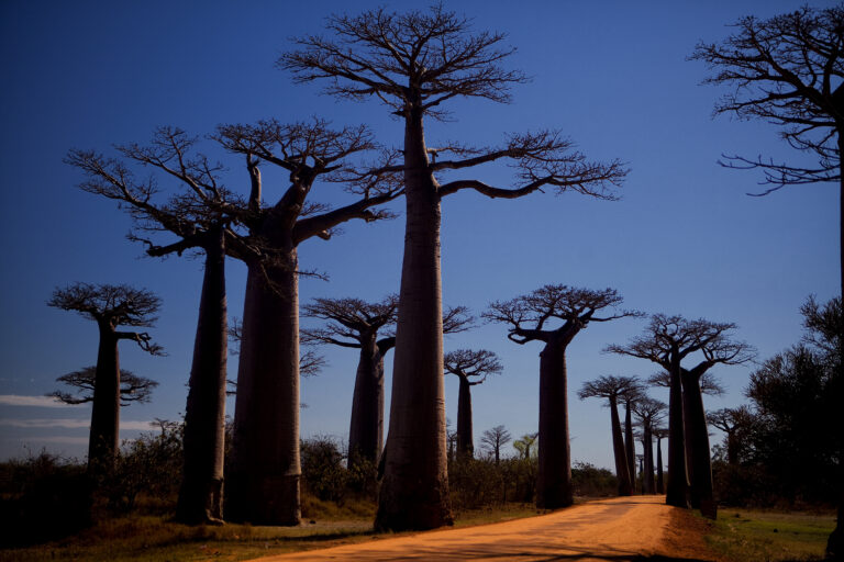 Baobab bomen in Madagaskar in de schemering